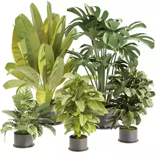 Collection plant vol 460 - indoor - corton - banana - monstera