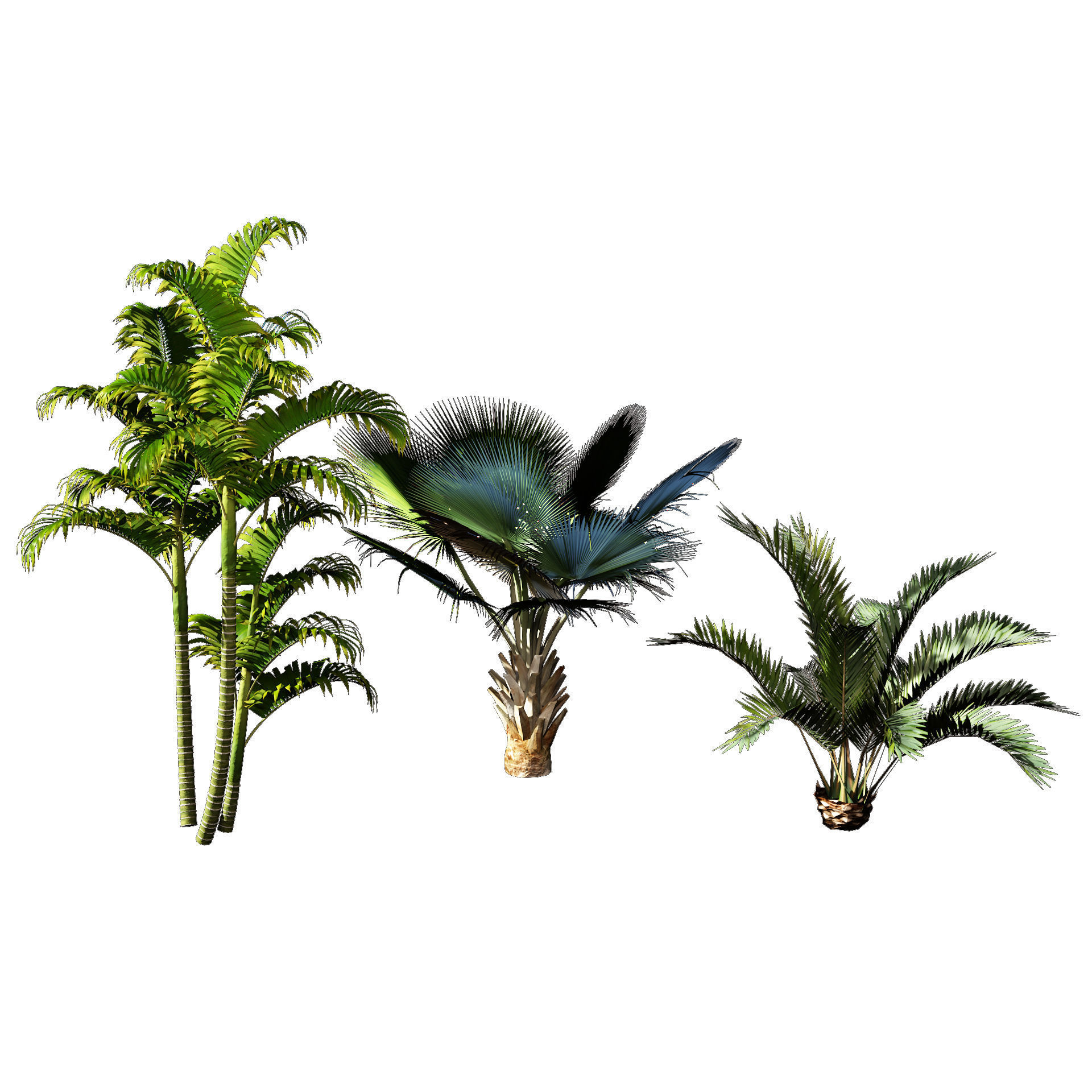 Garden Plants Collection 3D model_5