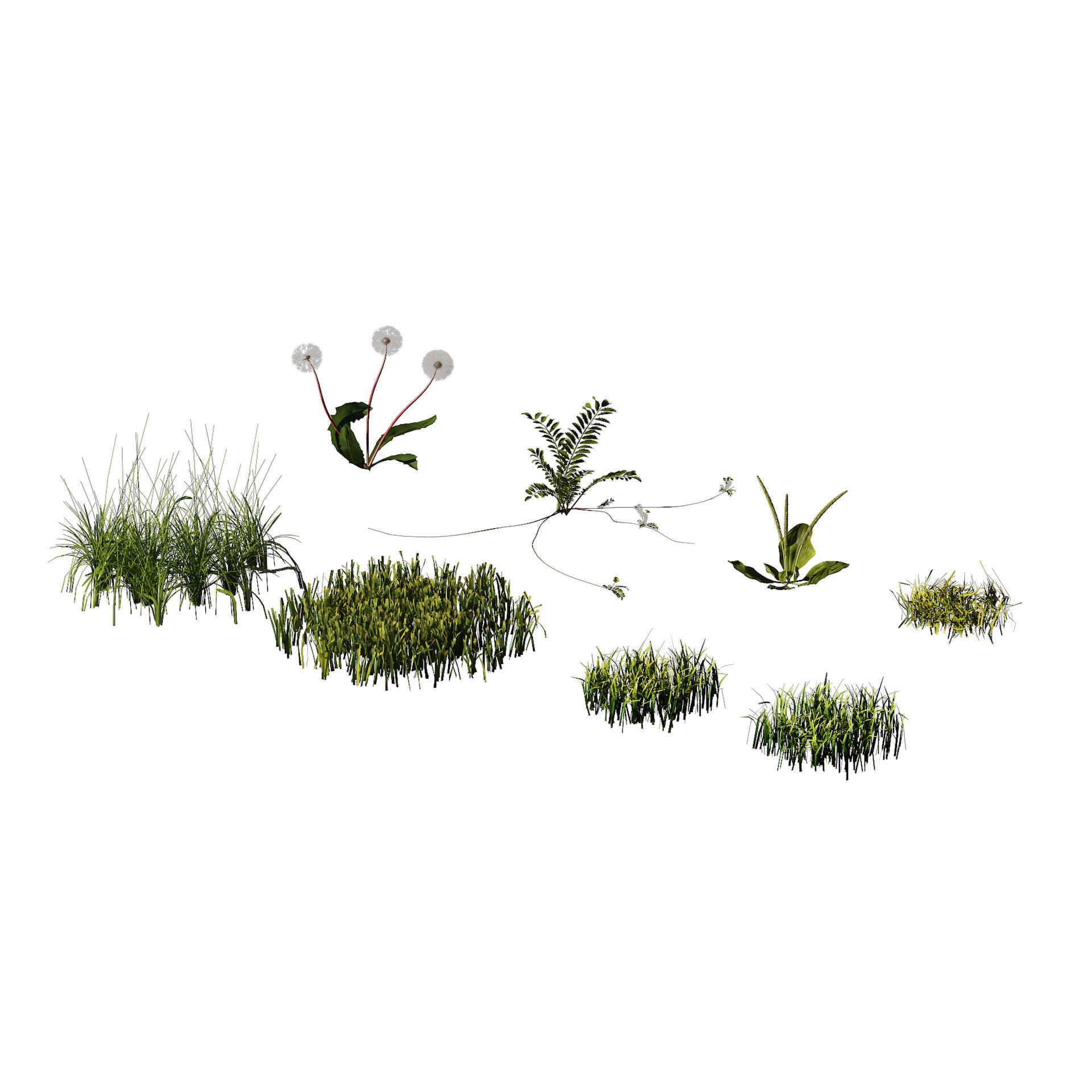 Garden Plants Collection 3D model_3