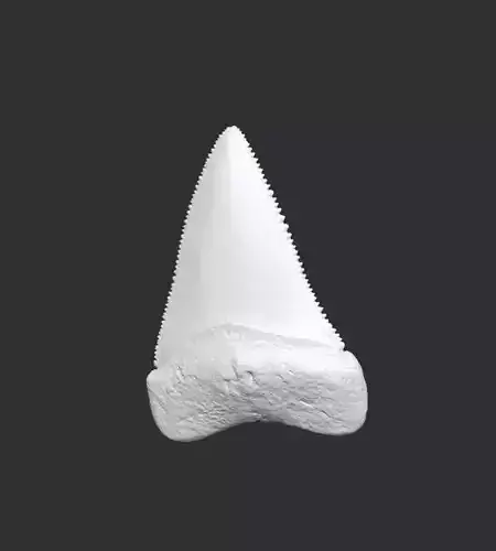 Great white shark teeth 3D print model