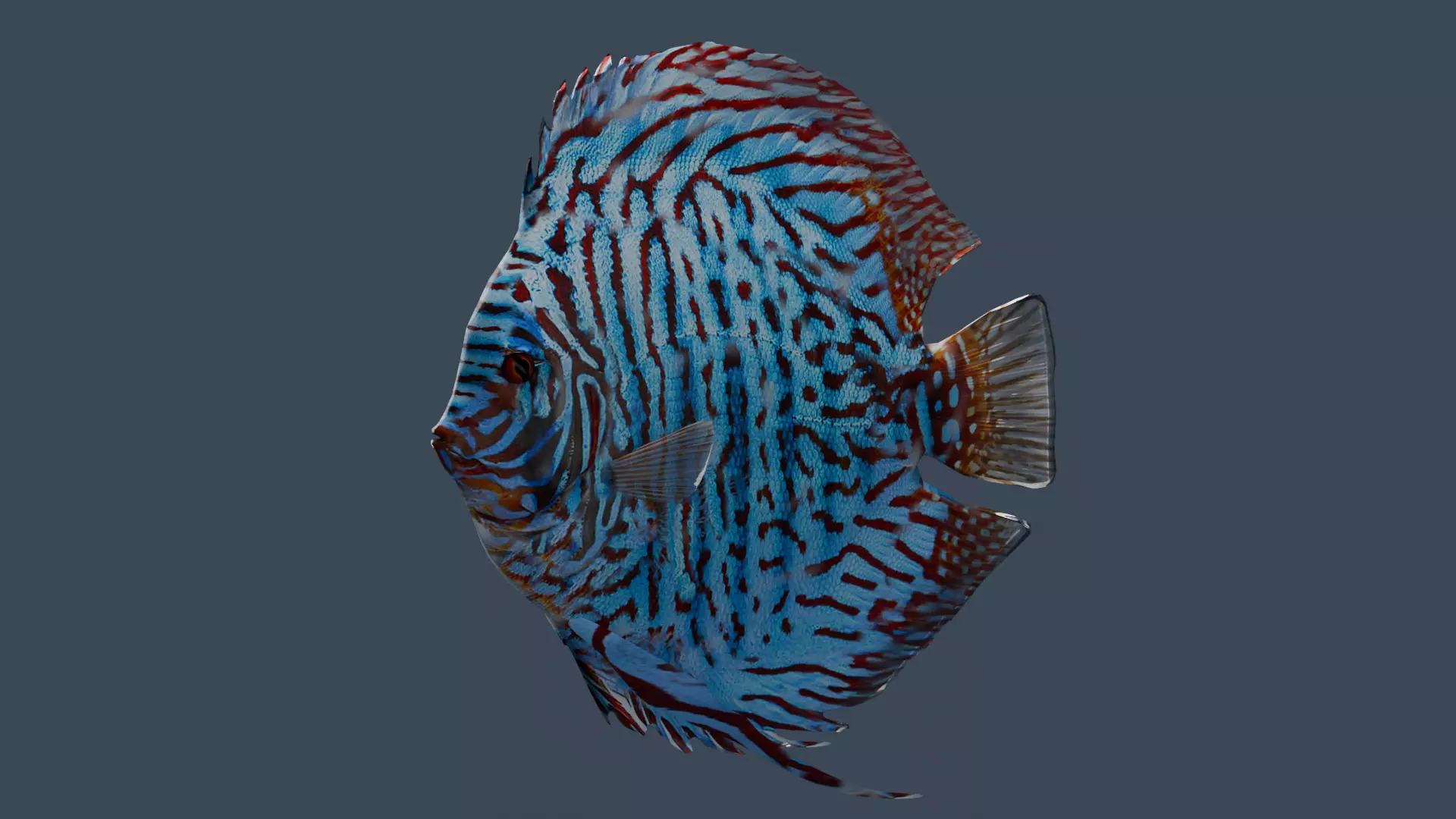 Discus turquaz Low-poly 3D model