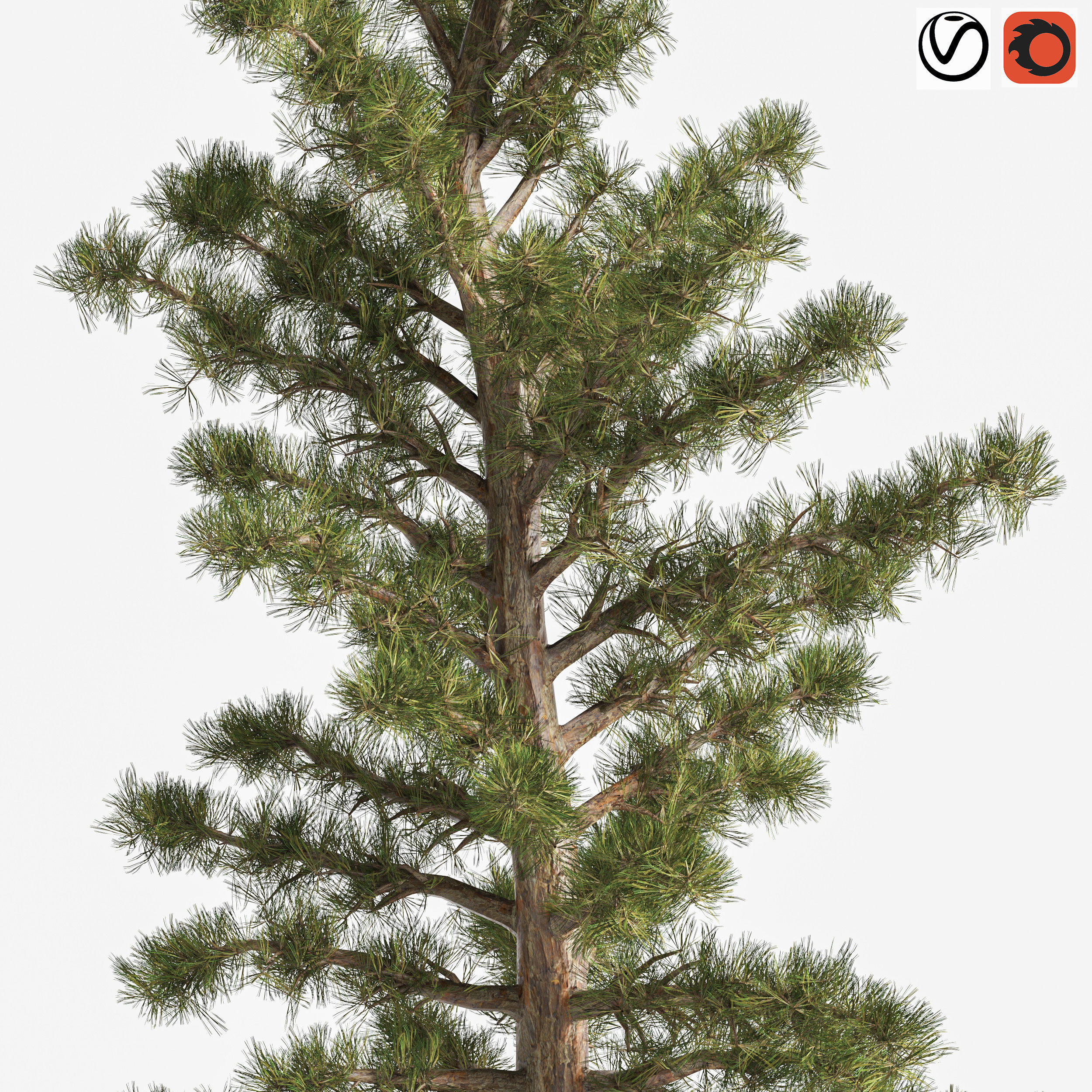 2 Pine Tree 3D model_1
