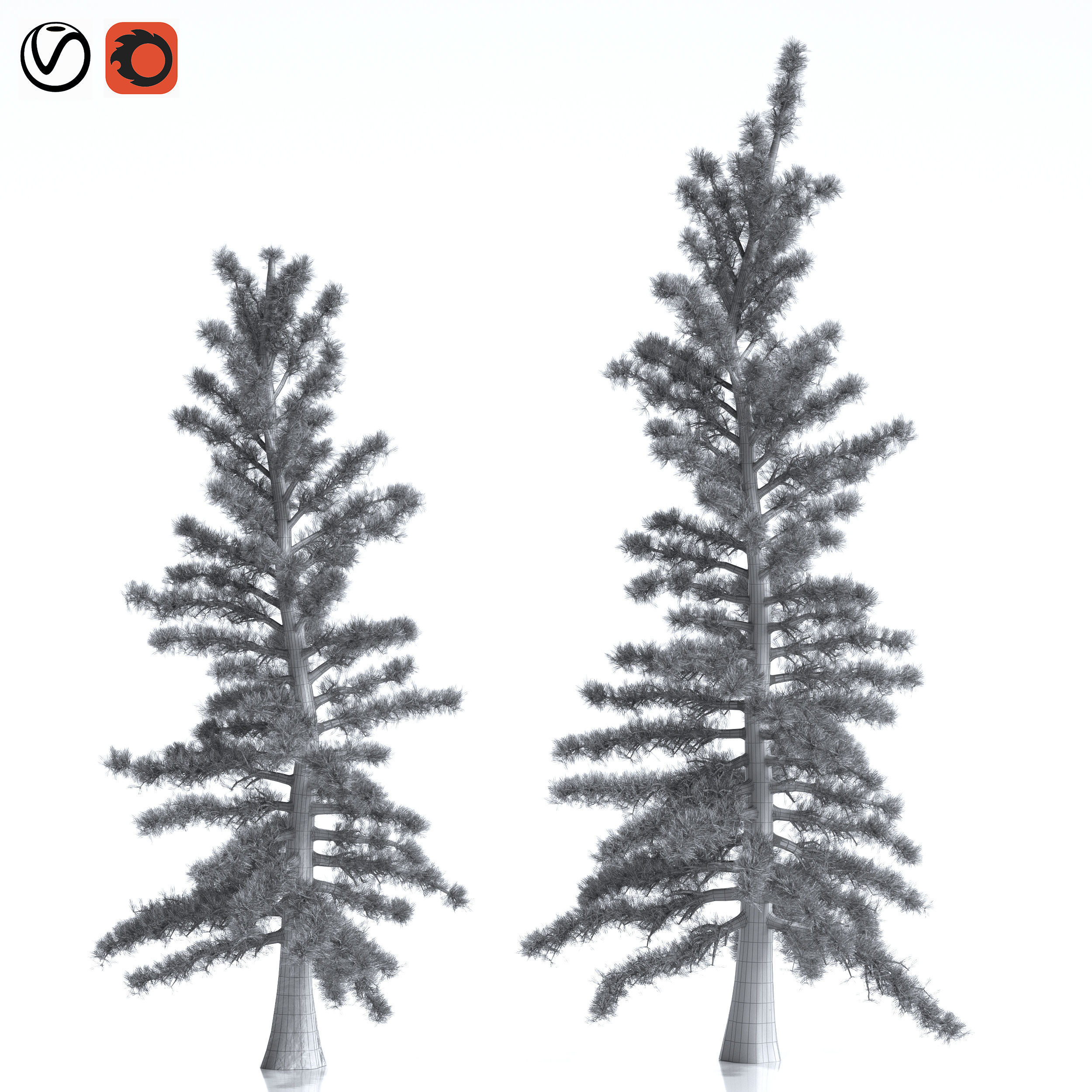 2 Pine Tree 3D model_4