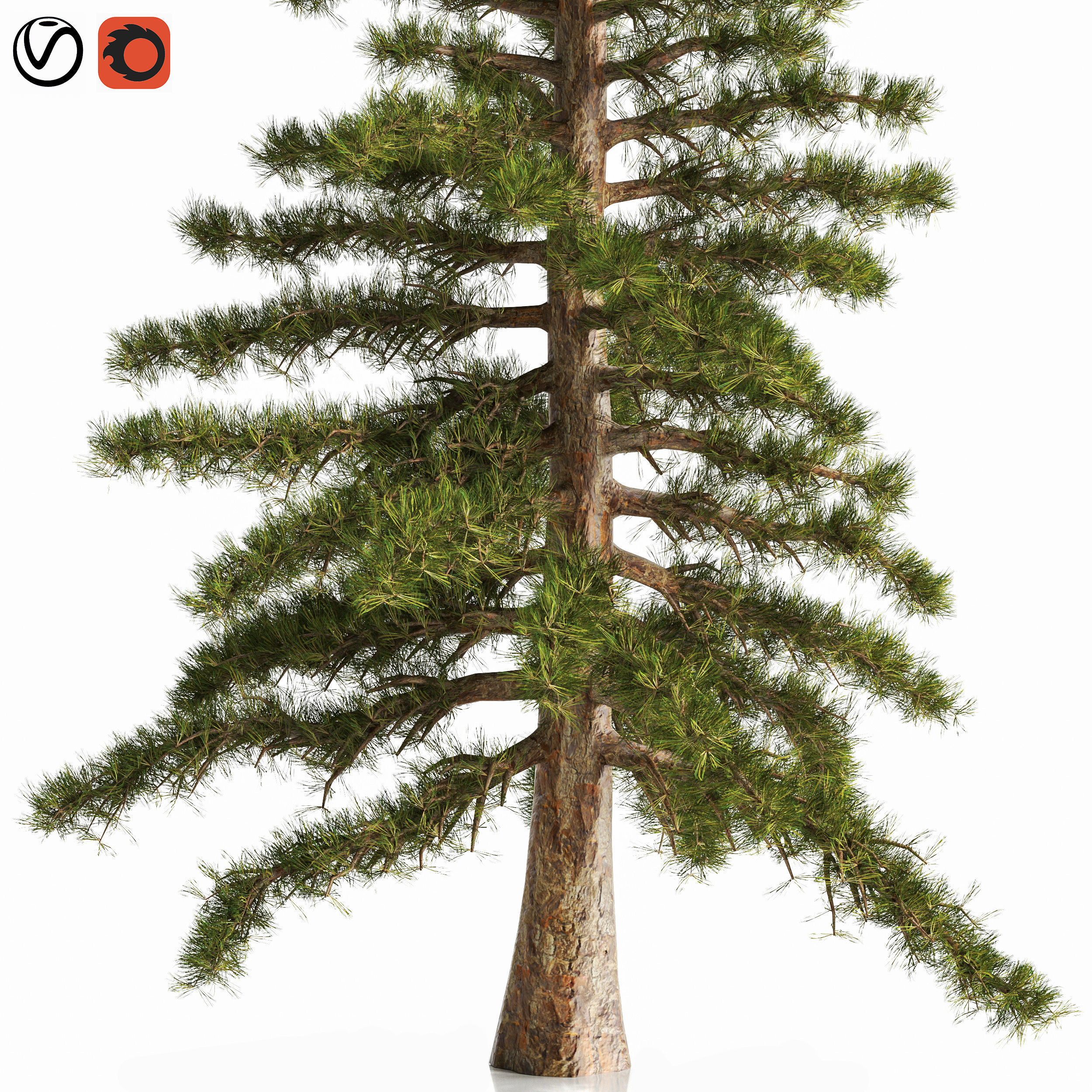 2 Pine Tree 3D model_2