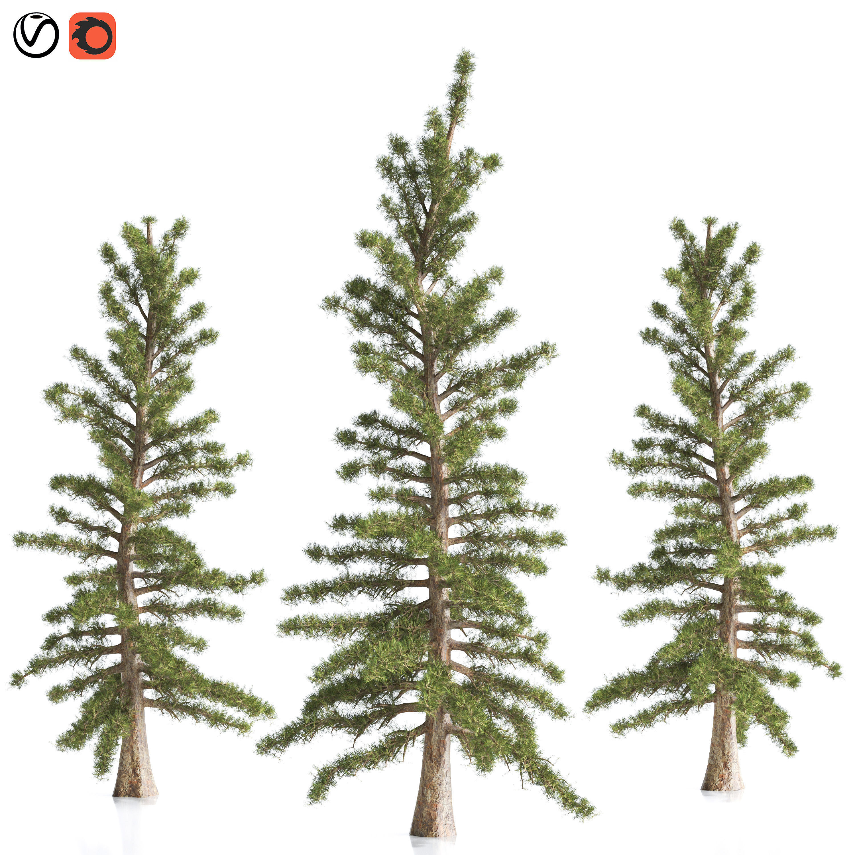 2 Pine Tree 3D model_3