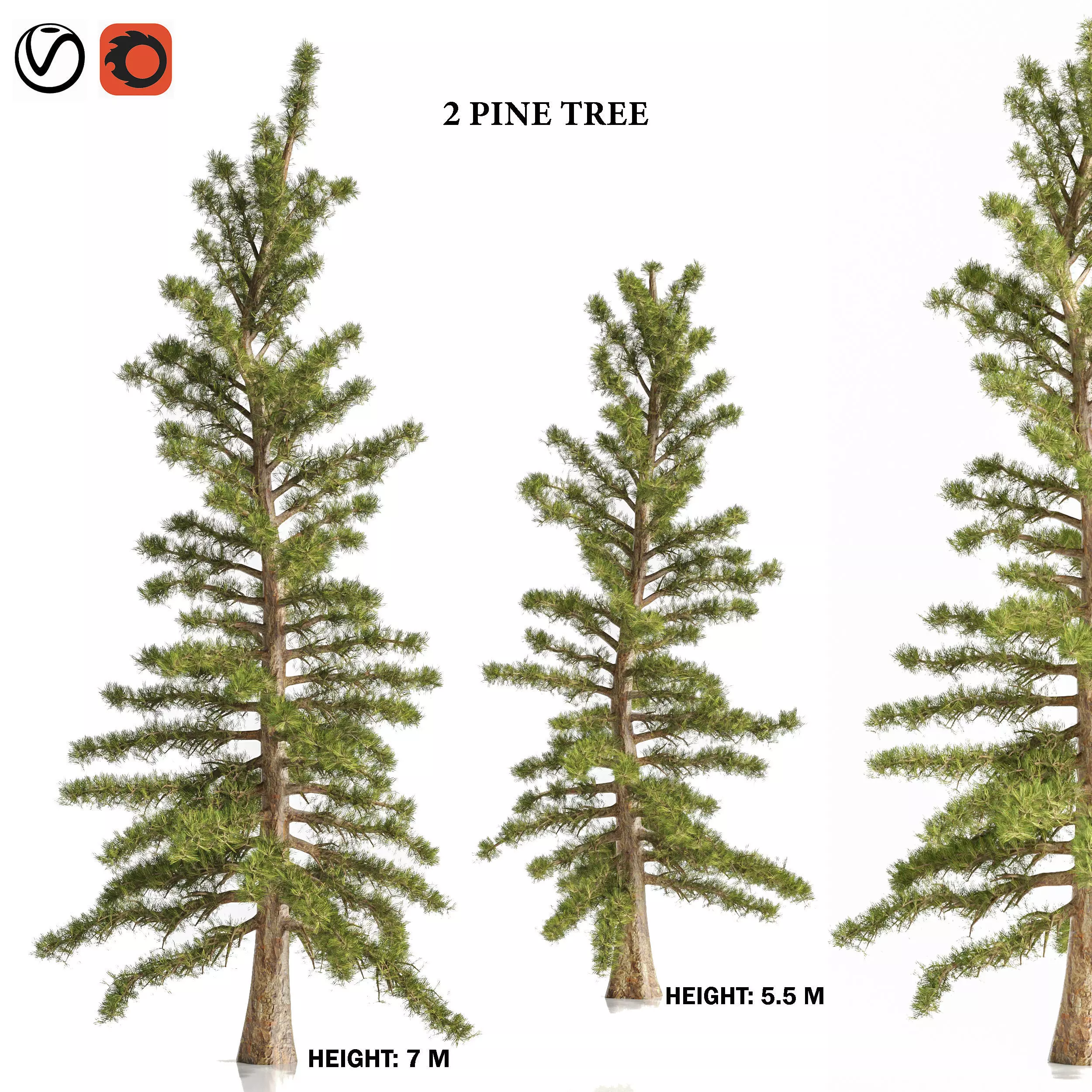 2 Pine Tree 3D model_0
