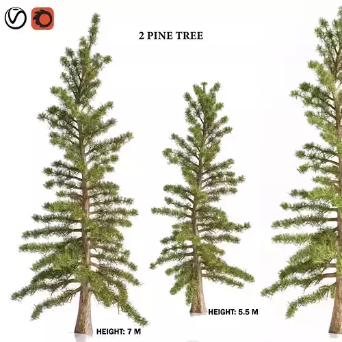 2 Pine Tree 3D model