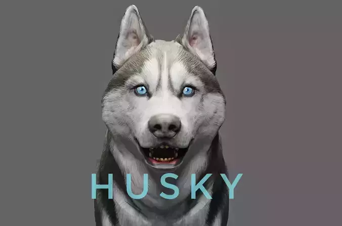DOG - SIBERIAN HUSKY  Low-poly 3D model