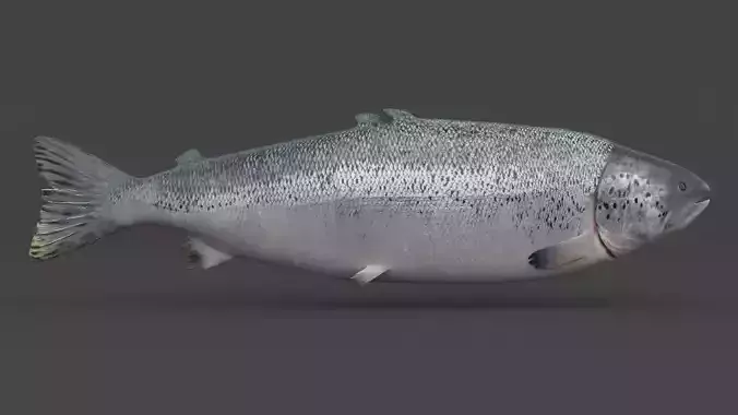 Salmon Fish 3D model