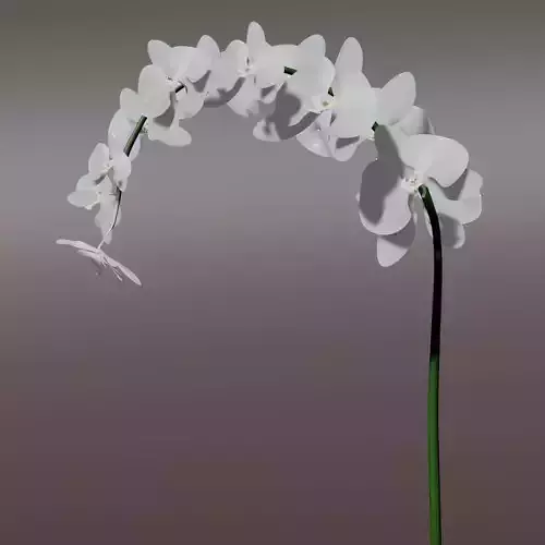Orchid 3d flower