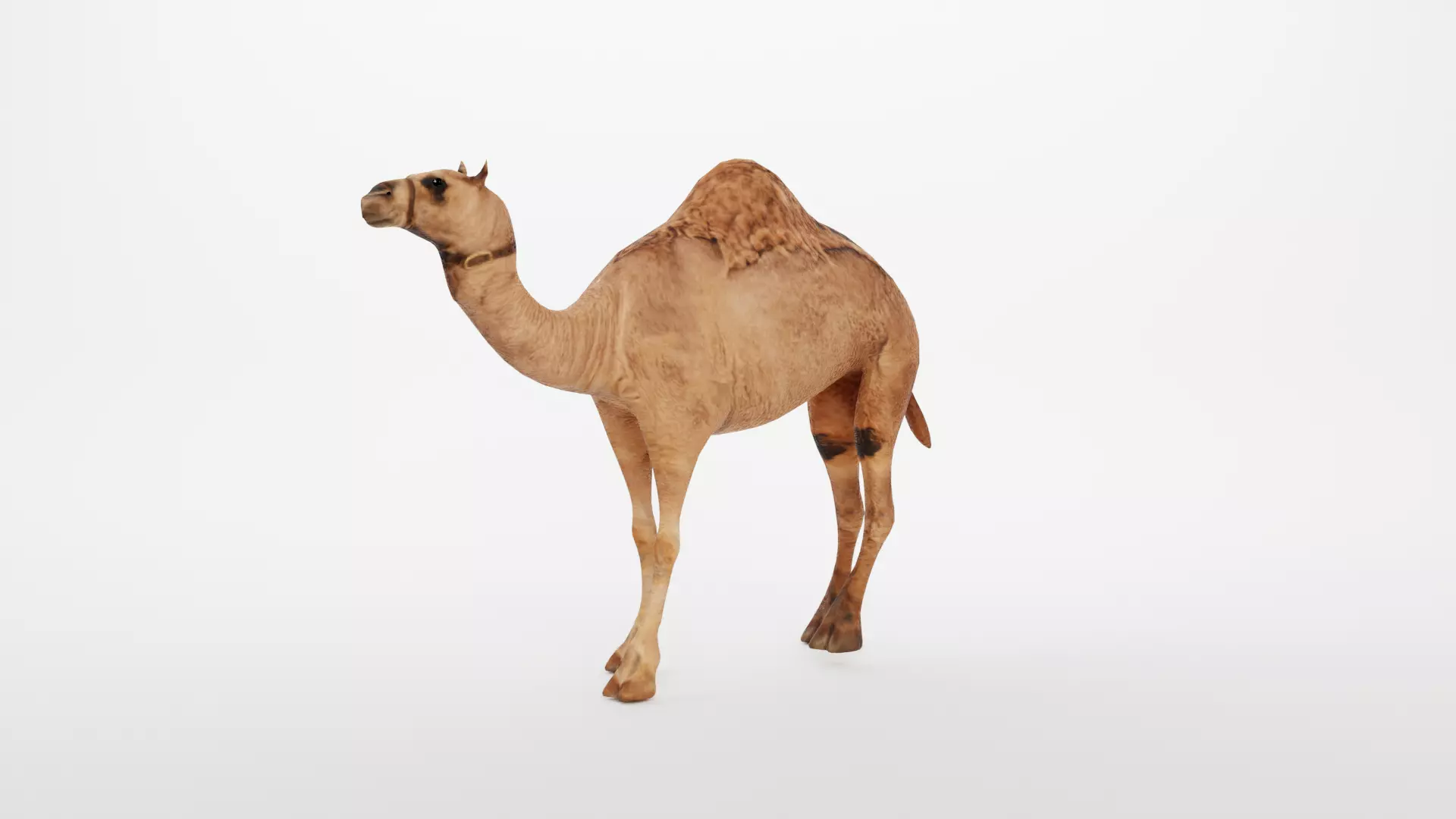 CAMEL RIGGED 3D model