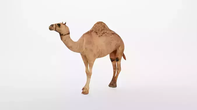 CAMEL RIGGED