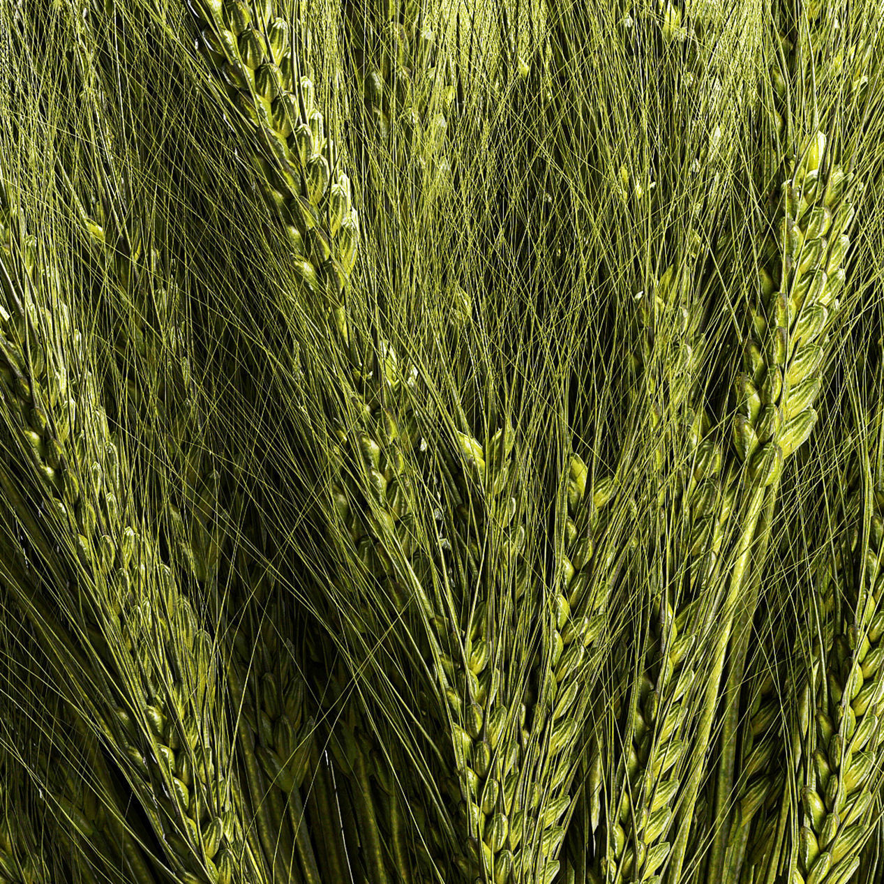 Decorative bouquet of green spikelets of wheat 286 3D model_6