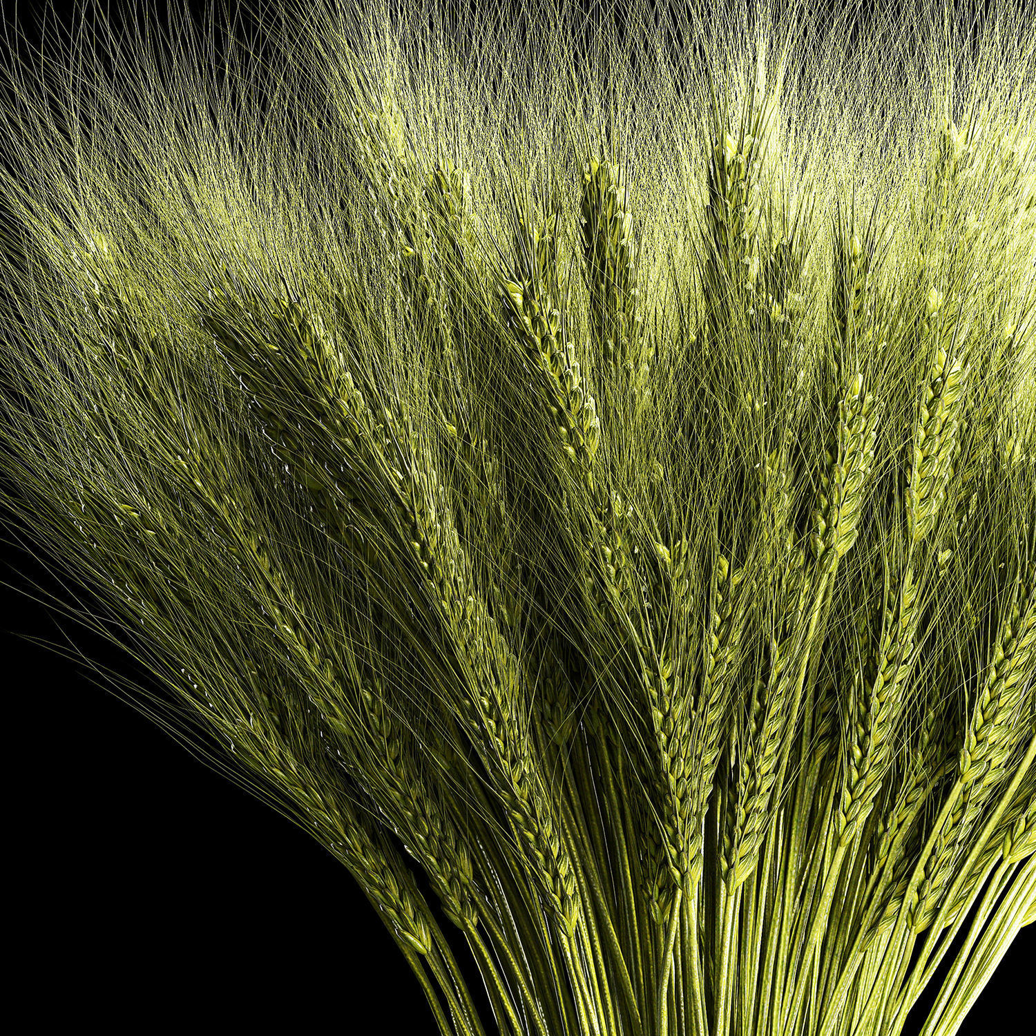 Decorative bouquet of green spikelets of wheat 286 3D model_3