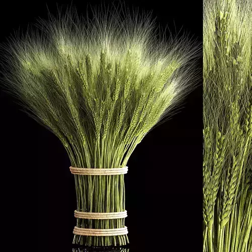 Decorative bouquet of green spikelets of wheat 286 3D model
