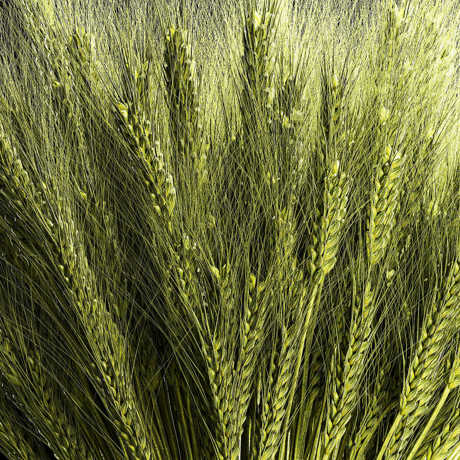 Decorative bouquet of green spikelets of wheat 286 3D model_5