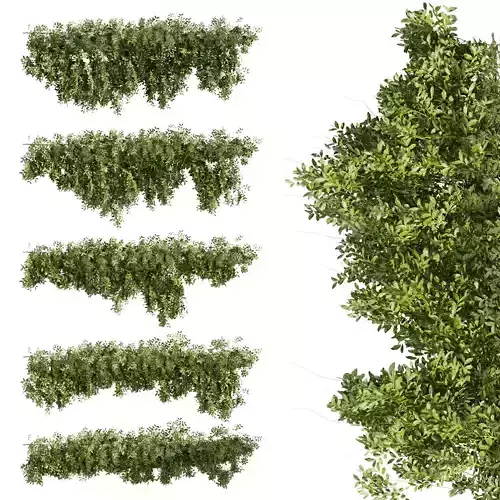 Collection plant vol 464 - bush - ivy - Outdoor 3D model