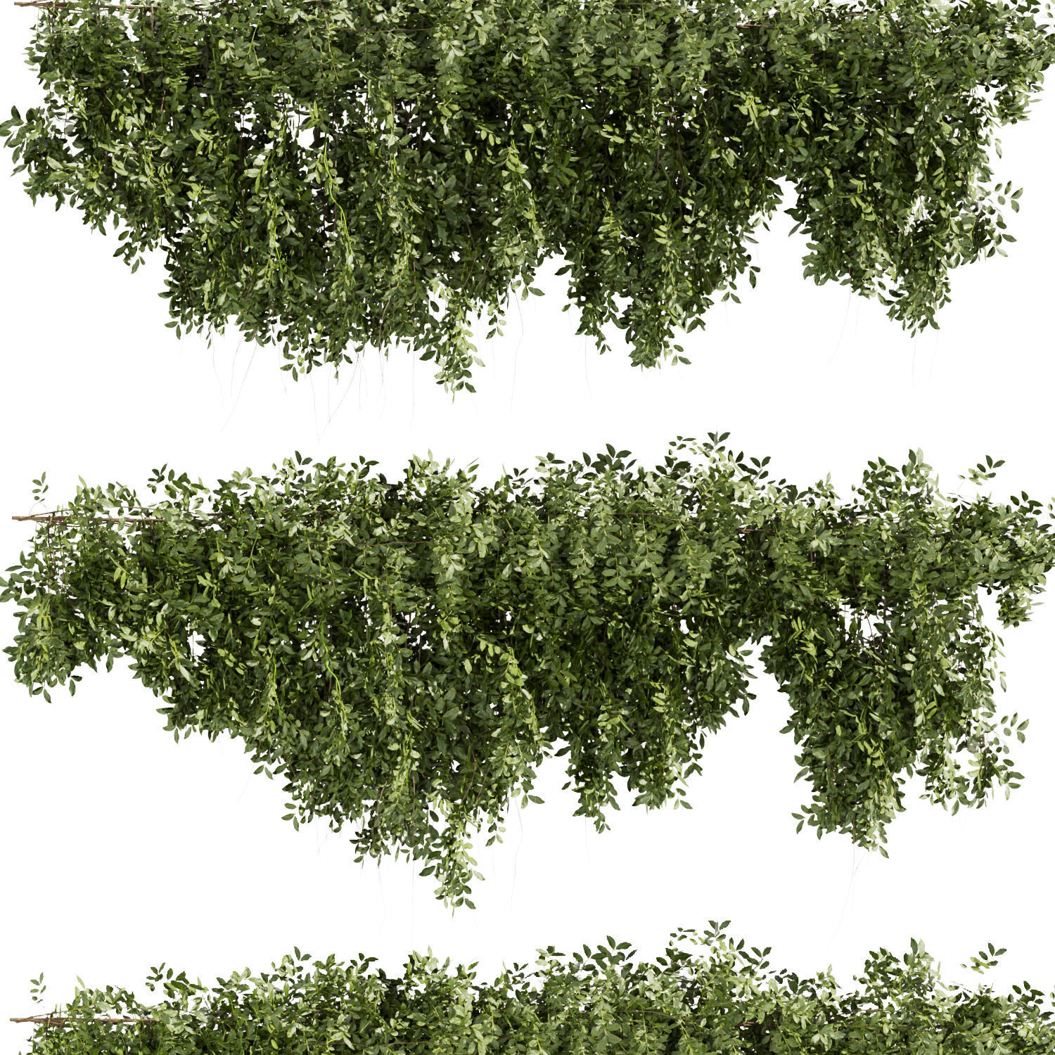Collection plant vol 464 - bush - ivy - Outdoor 3D model_2