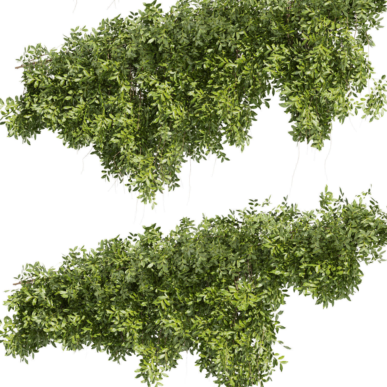 Collection plant vol 464 - bush - ivy - Outdoor 3D model_3
