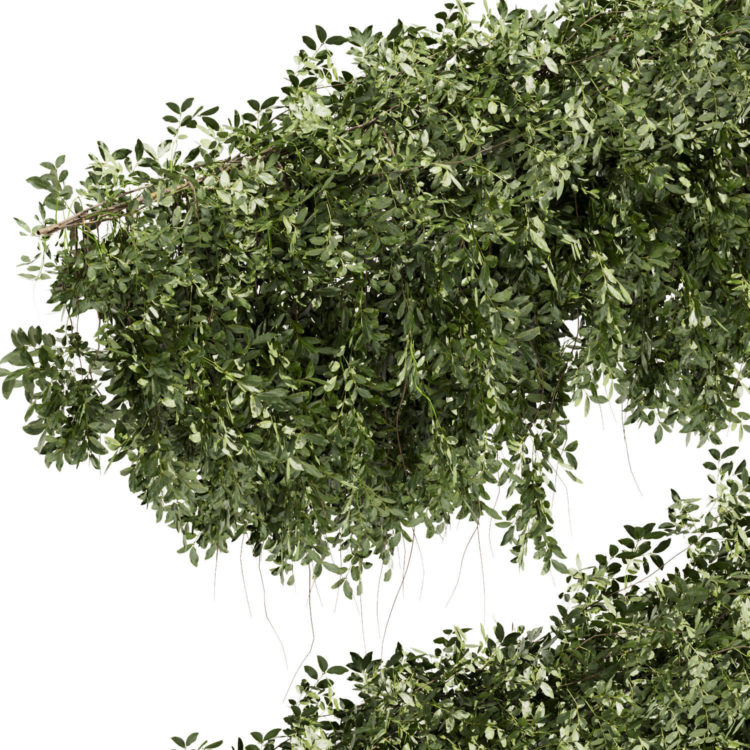 Collection plant vol 464 - bush - ivy - Outdoor 3D model_1