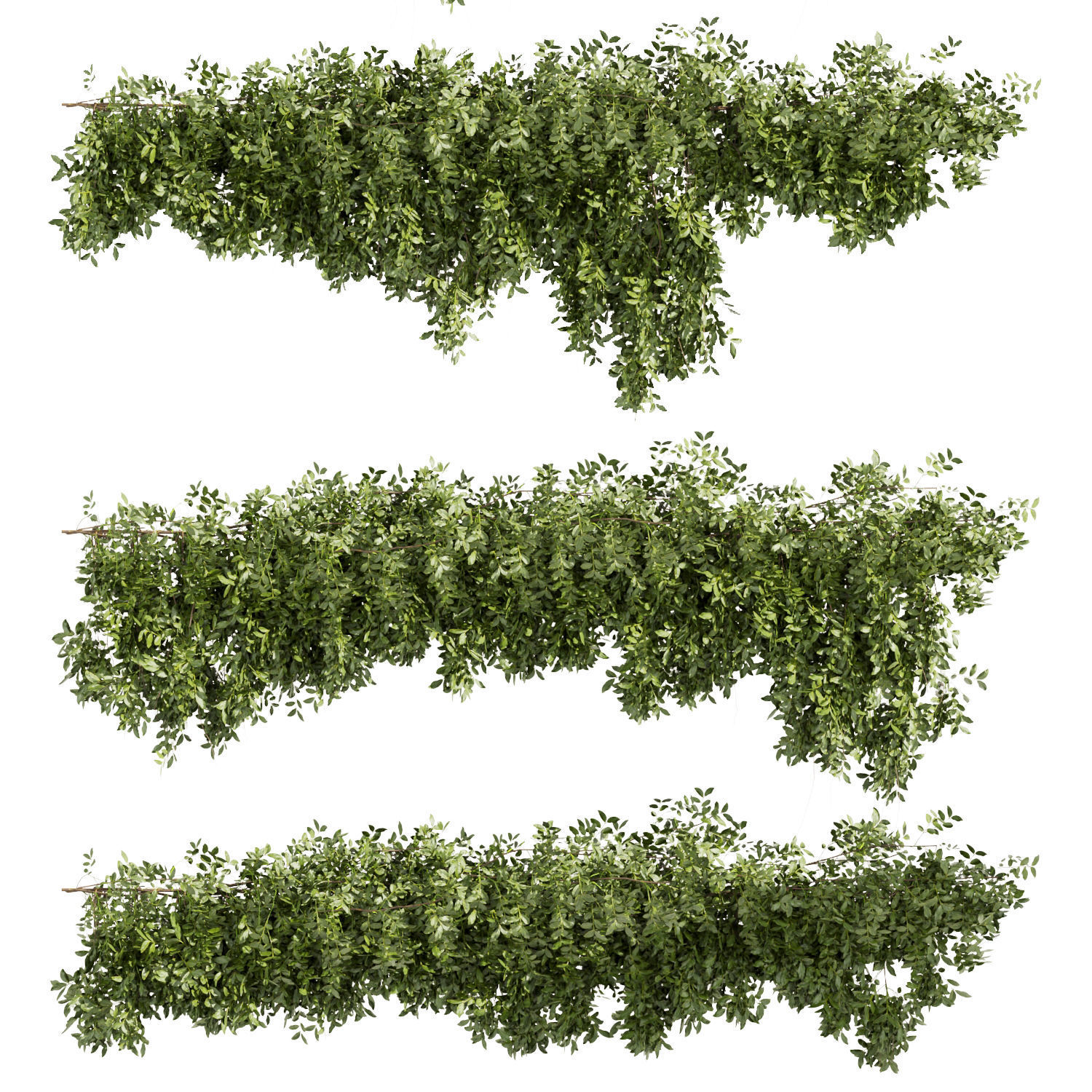 Collection plant vol 464 - bush - ivy - Outdoor 3D model_4