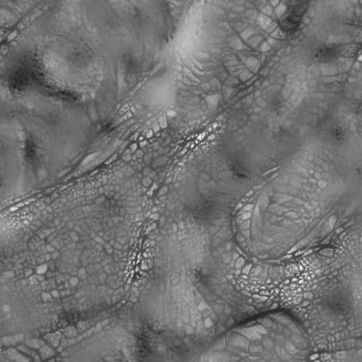  Wyvern Dragon Wings 3D model_11