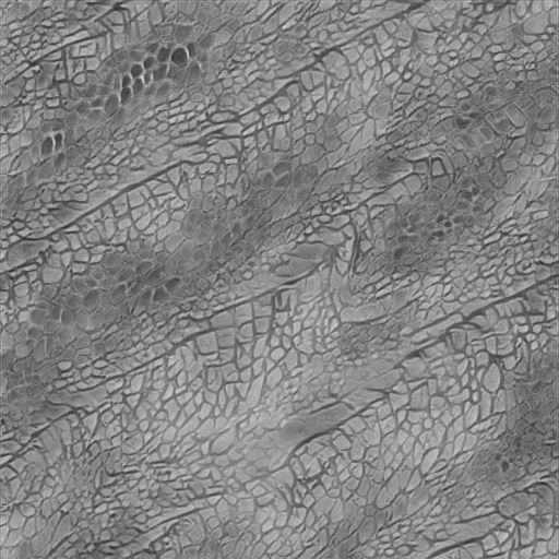  Wyvern Dragon Wings 3D model_14