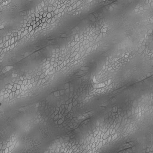  Wyvern Dragon Wings 3D model_10