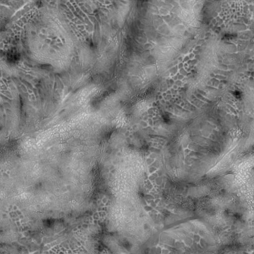  Wyvern Dragon Wings 3D model_15