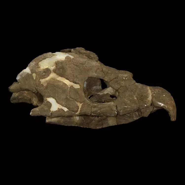 Archelon skull Free 3D print model_0