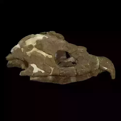 Archelon skull Free 3D print model