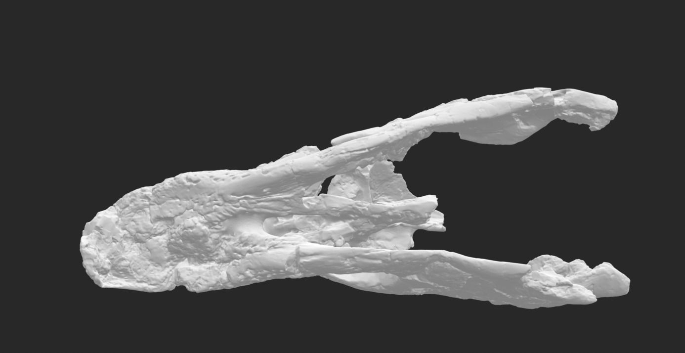 Archelon skull Free 3D print model_4