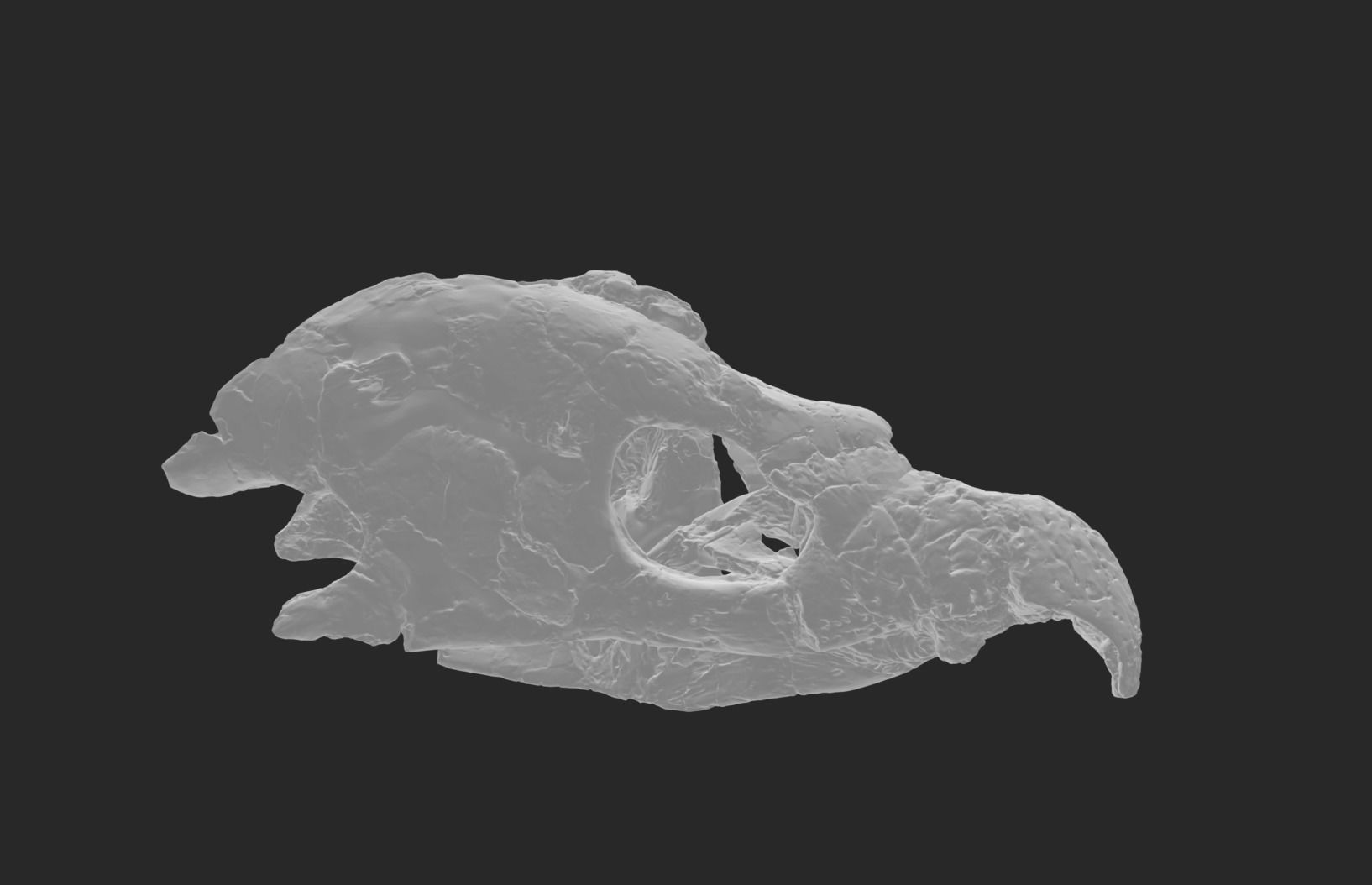 Archelon skull Free 3D print model_2