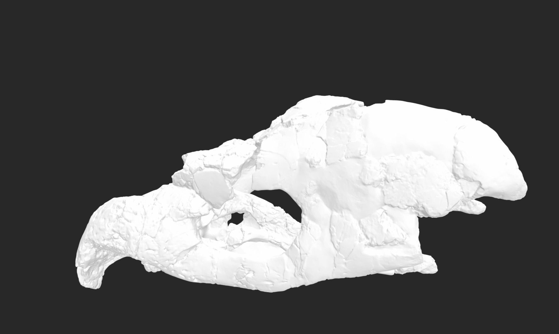 Archelon skull Free 3D print model_3