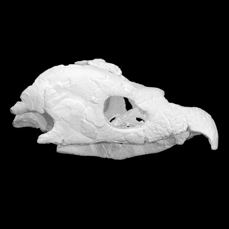 Archelon skull Free 3D print model_1