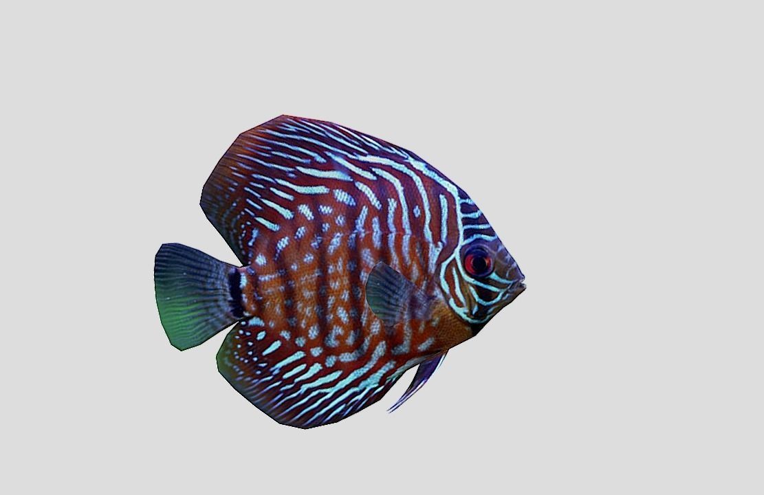 Discus  Realistic Animated Low-poly 3D model_6