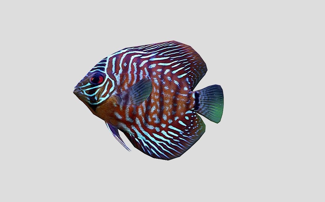 Discus  Realistic Animated Low-poly 3D model_4