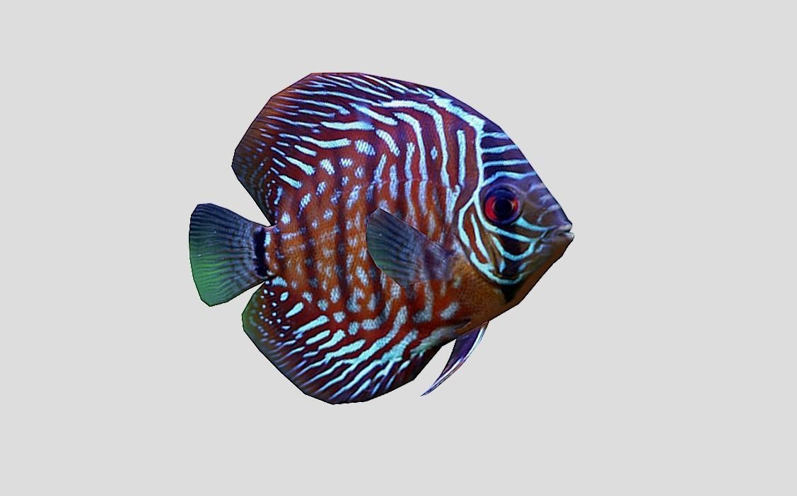 Discus  Realistic Animated Low-poly 3D model_9