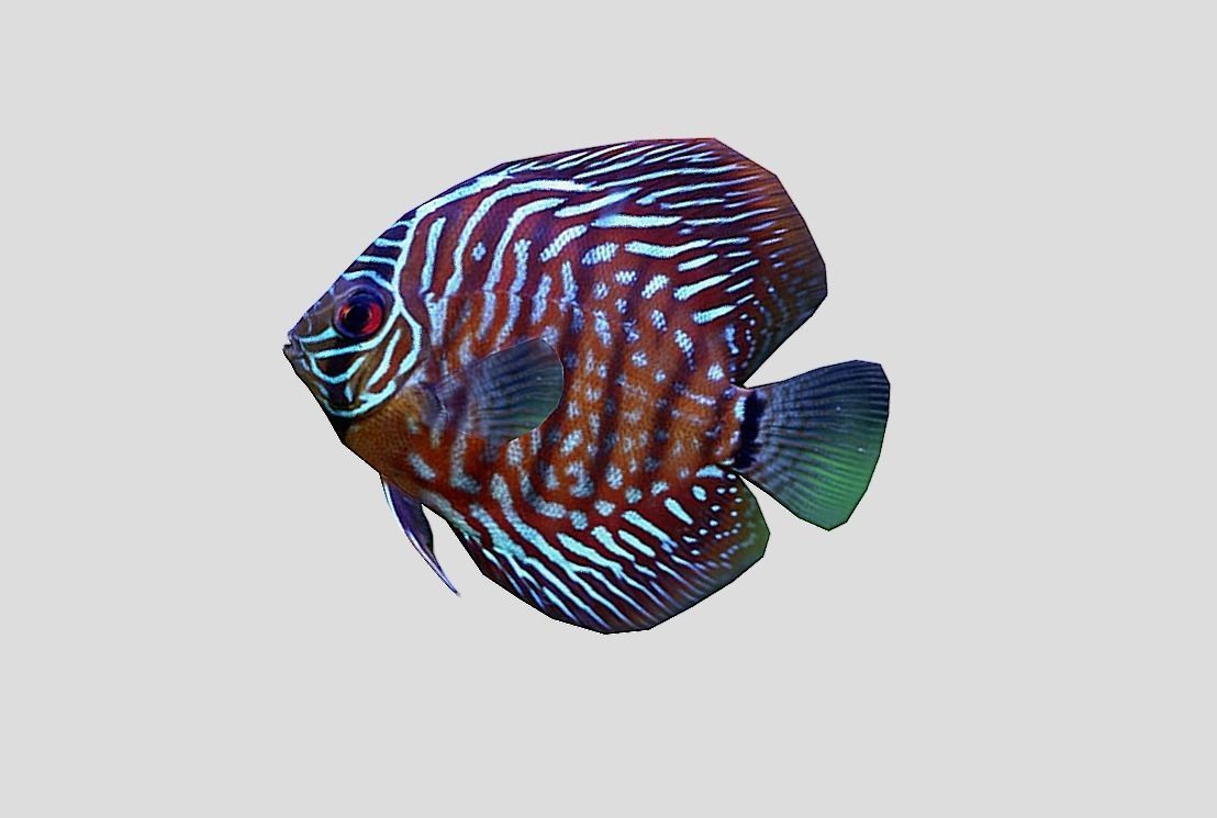 Discus  Realistic Animated Low-poly 3D model_8