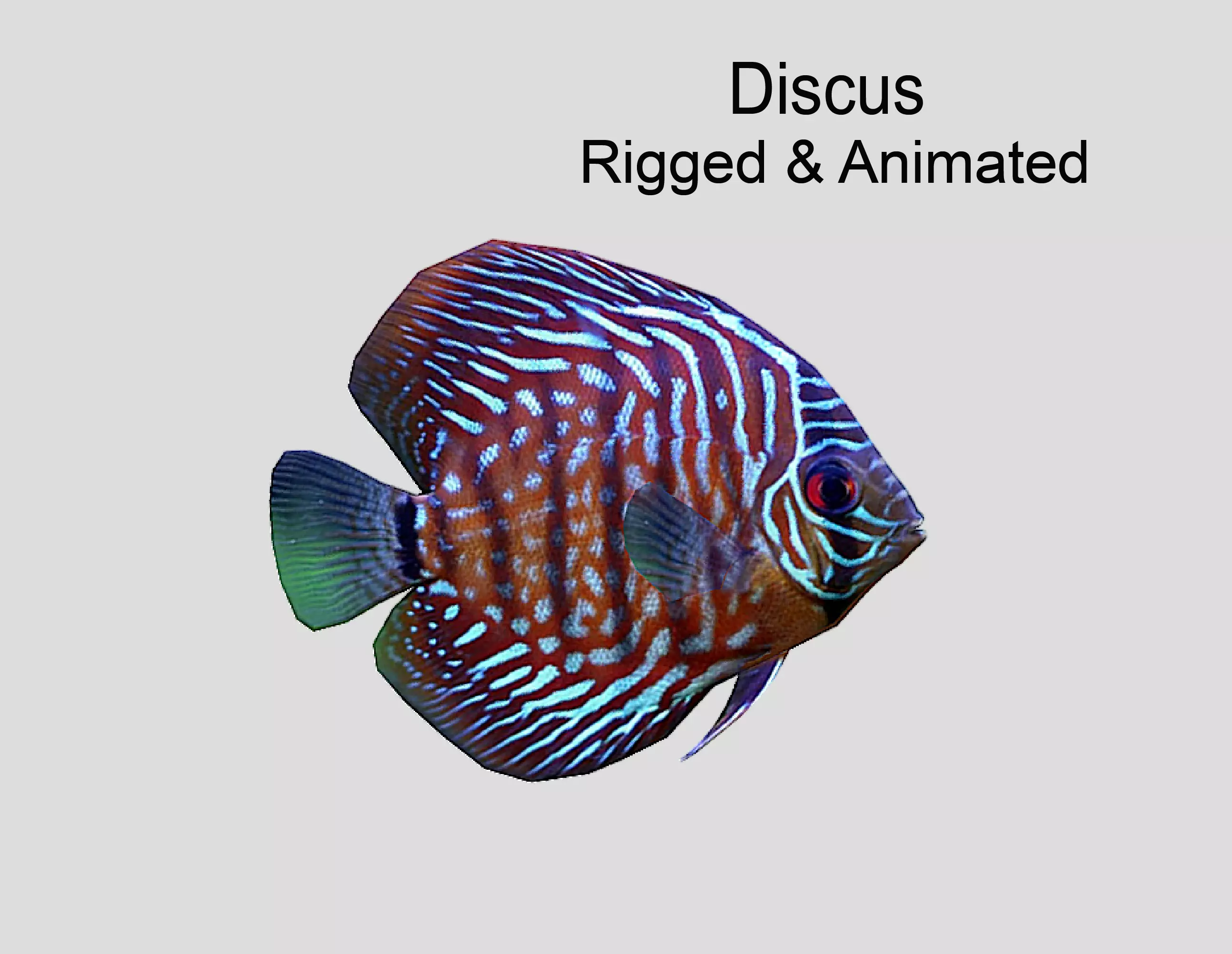 Discus  Realistic Animated Low-poly 3D model_0