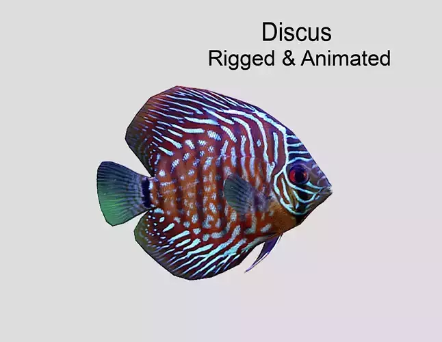 Discus  Realistic Animated Low-poly 3D model