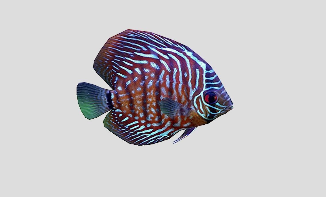 Discus  Realistic Animated Low-poly 3D model_10