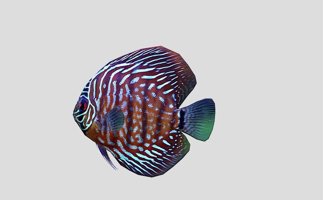 Discus  Realistic Animated Low-poly 3D model_7