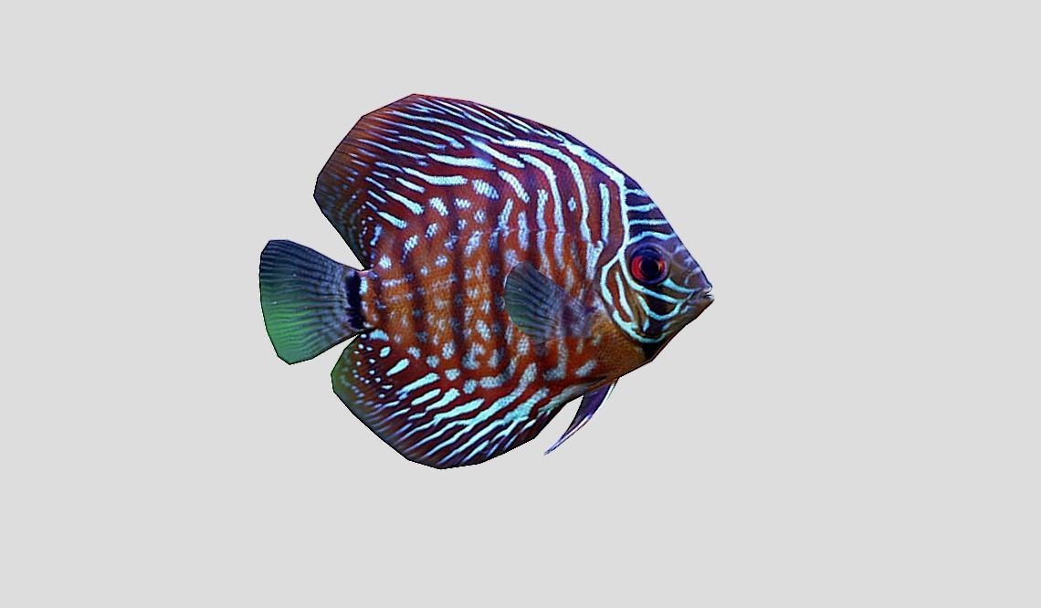 Discus  Realistic Animated Low-poly 3D model_11