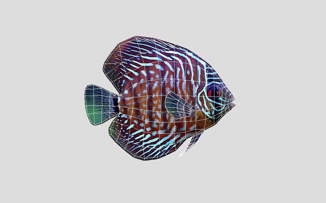 Discus  Realistic Animated Low-poly 3D model_3