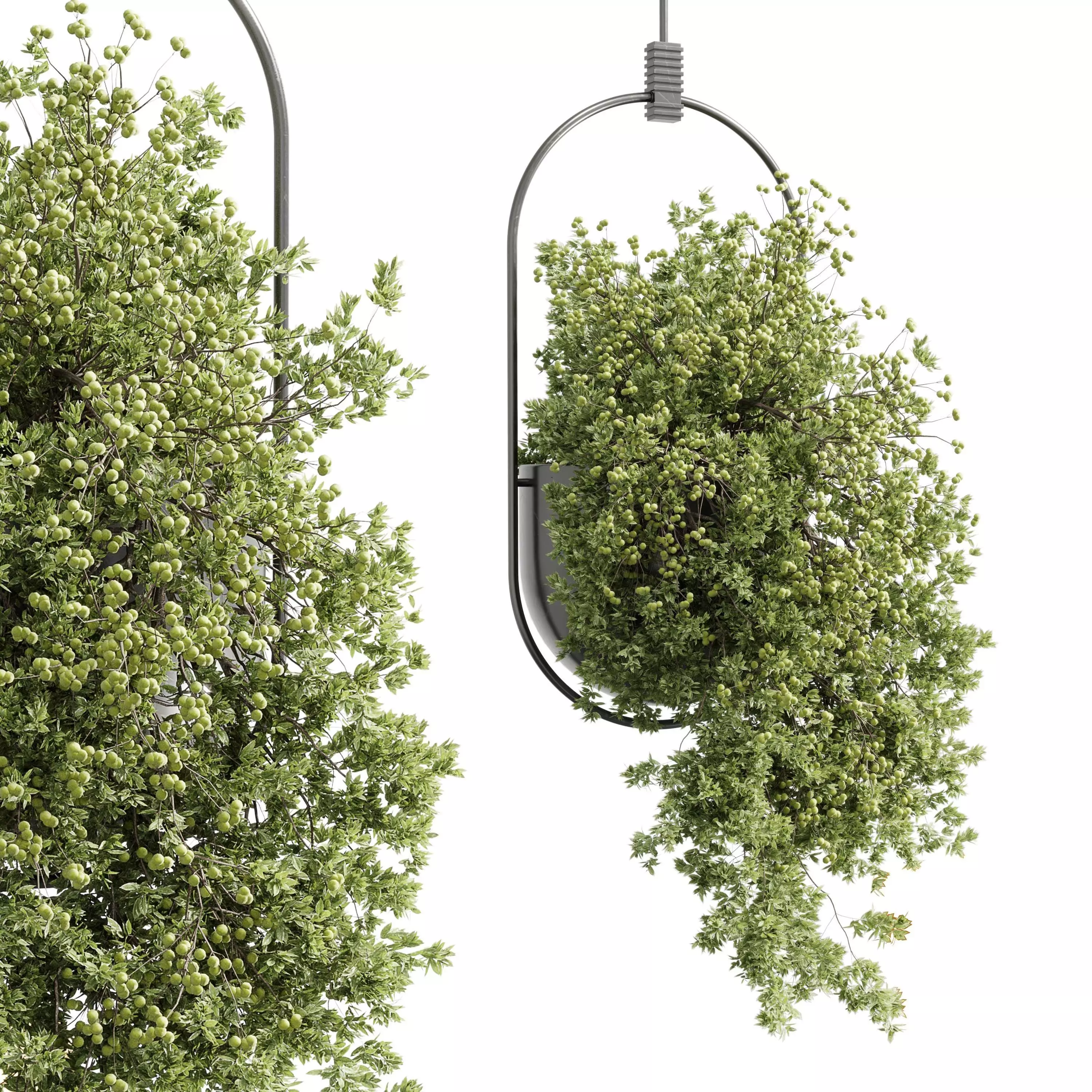 Hanging Plants indoor Plant 352 Low-poly 3D model_0