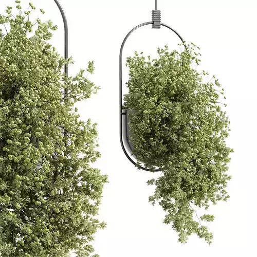 Hanging Plants indoor Plant 352 Low-poly 3D model Hanging Plants indoor Plant 352 Low-poly 3D model