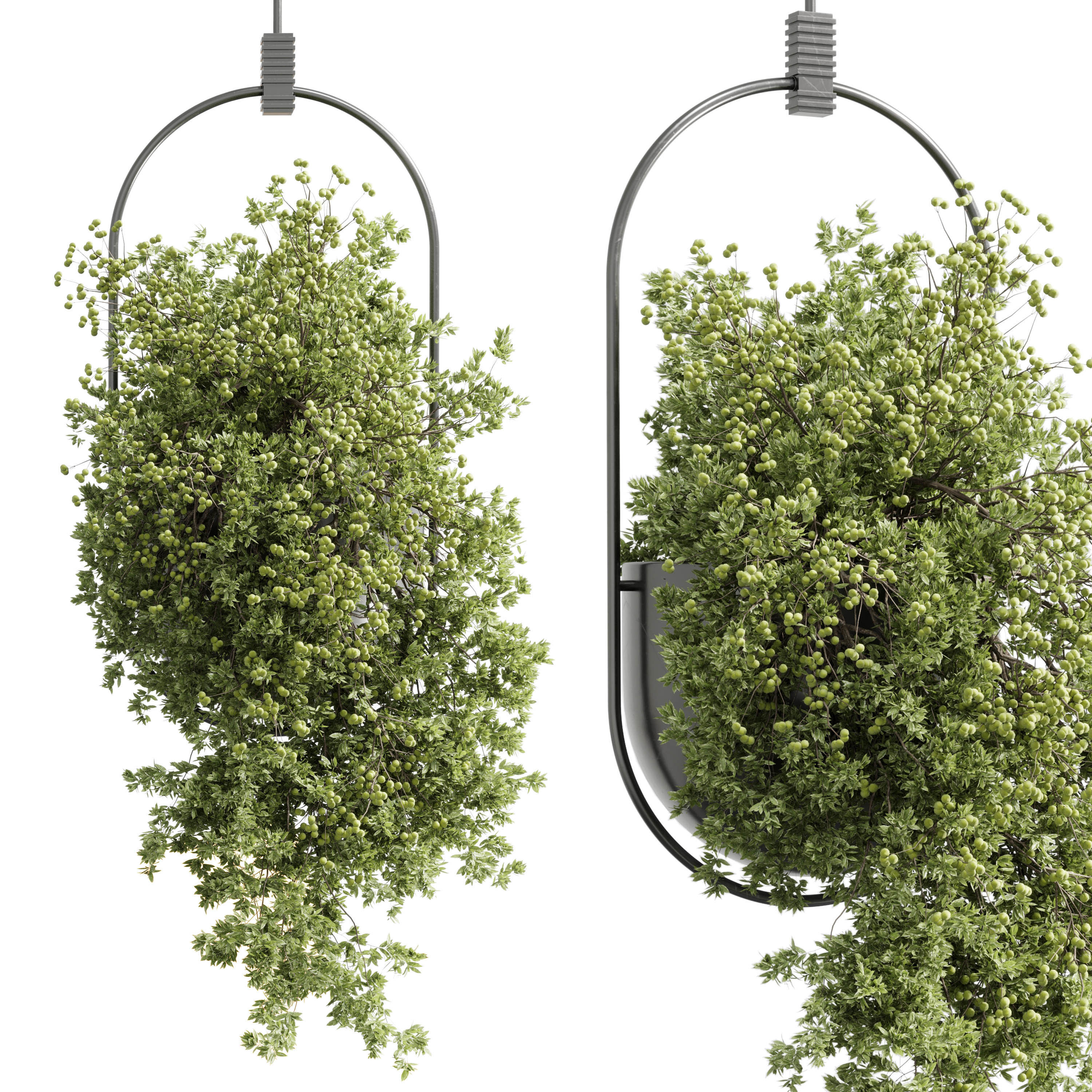 Hanging Plants indoor Plant 352 Low-poly 3D model_1