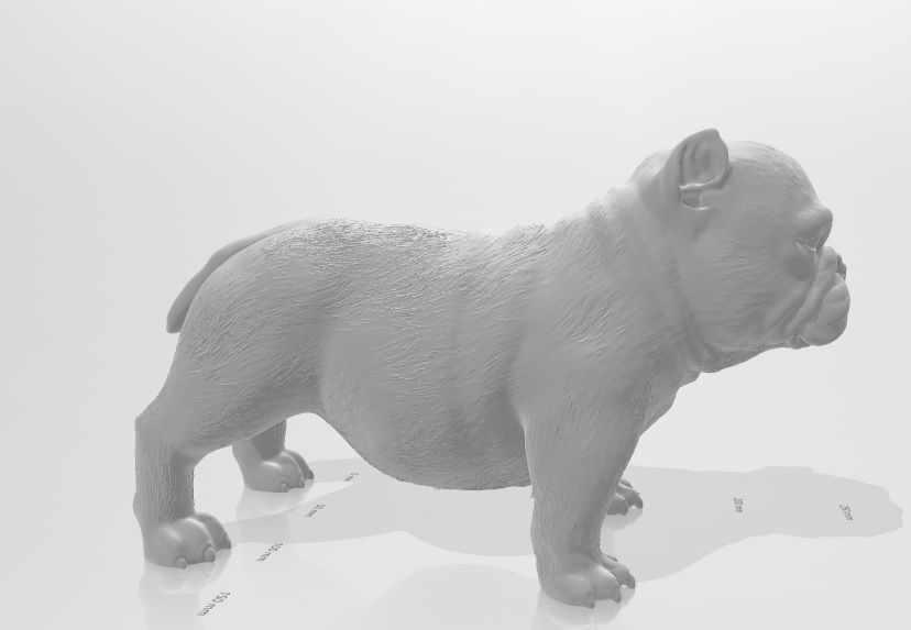perro exotic bully cachorro 3D print model_2