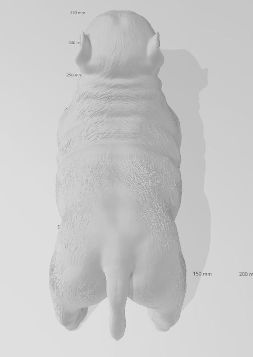 perro exotic bully cachorro 3D print model_3